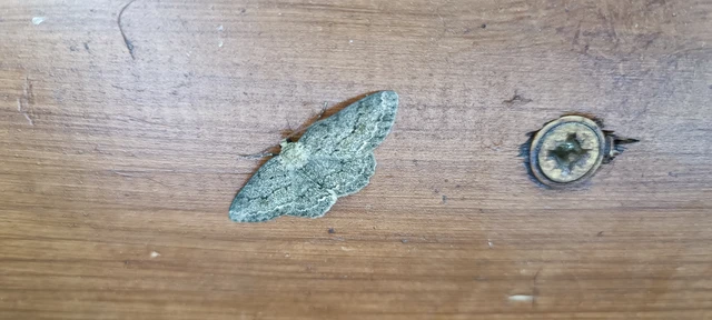 Ectropis crepuscularia - avararaszoló