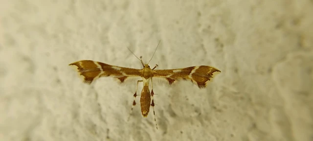 Cnaemidophorus rhododactyla - rózsabogyó-tollasmoly