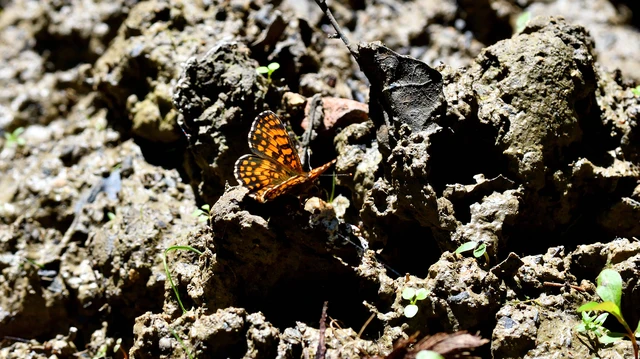 Melitaea athalia - közönséges tarkalepke