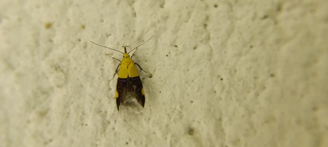 Oecophora bractella - kis díszmoly