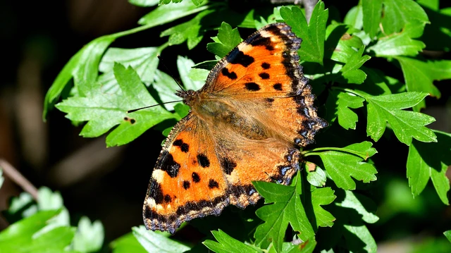 Nymphalis polychloros - nagy rókalepke