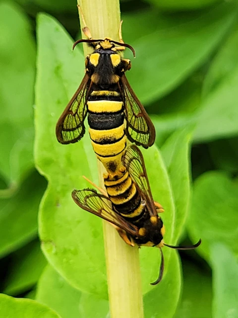 Sesia apiformis - darázslepke