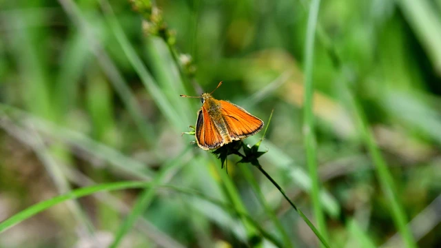 Thymelicus lineola - vonalas busalepke