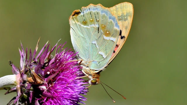 Argynnis pandora - zöldes gyöngyházlepke
