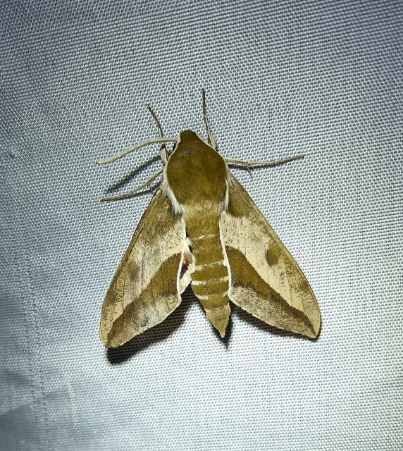 Hyles euphorbiae - kutyatejszender