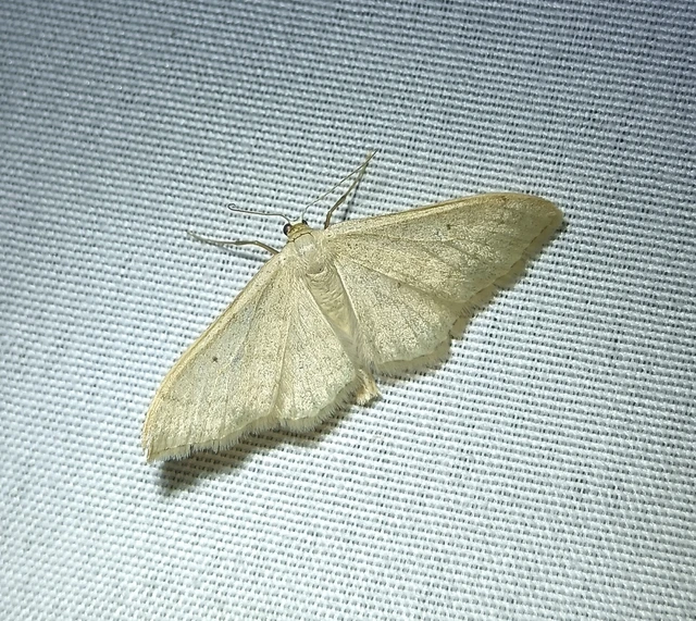 Idaea straminata - szalmasárga sávosaraszoló