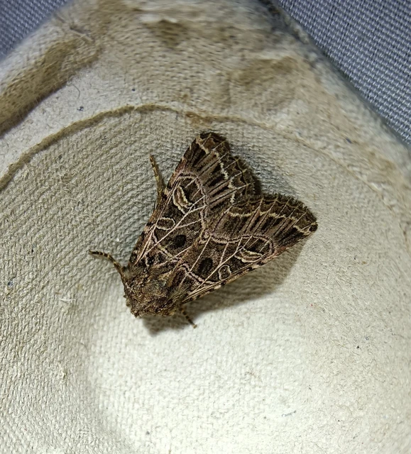 Heliophobus reticulata - fehéreres kertibagoly