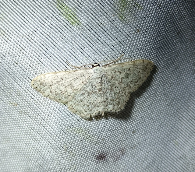 Scopula marginepunctata - pettyes sávosaraszoló
