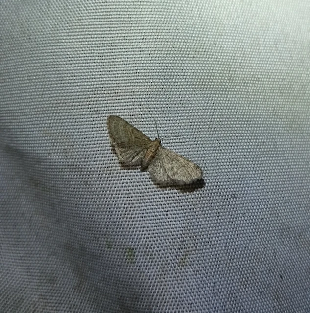 Eupithecia haworthiata - rozsdástestű törpearaszoló
