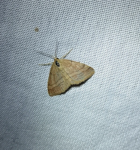 Scopula rubiginata - réti pirosaraszoló