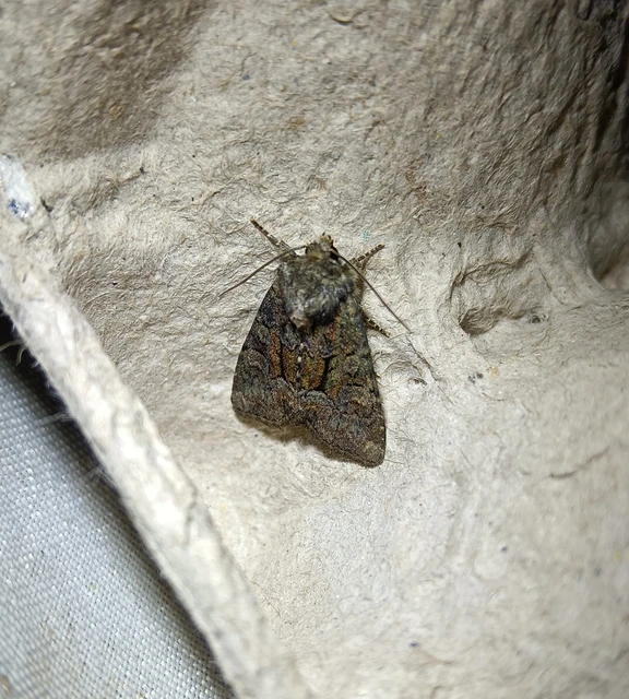 Oligia strigilis/latruncula/versicolor