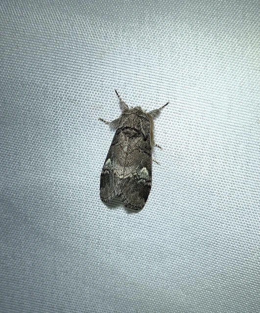 Drymonia querna - tölgyfa-púposszövő