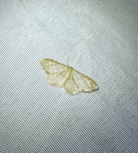 Idaea fuscovenosa - szürkeszélű apróaraszoló