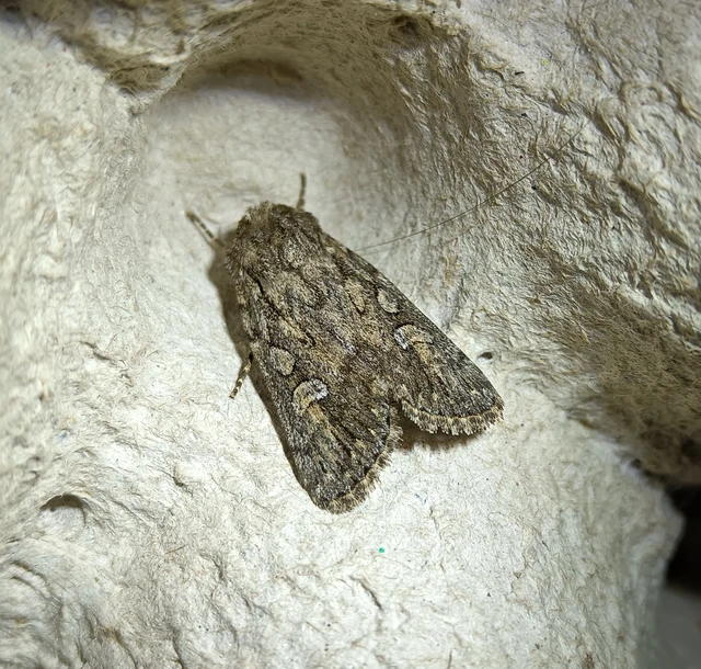 Dichagyris forcipula - szürkésbarna földibagoly