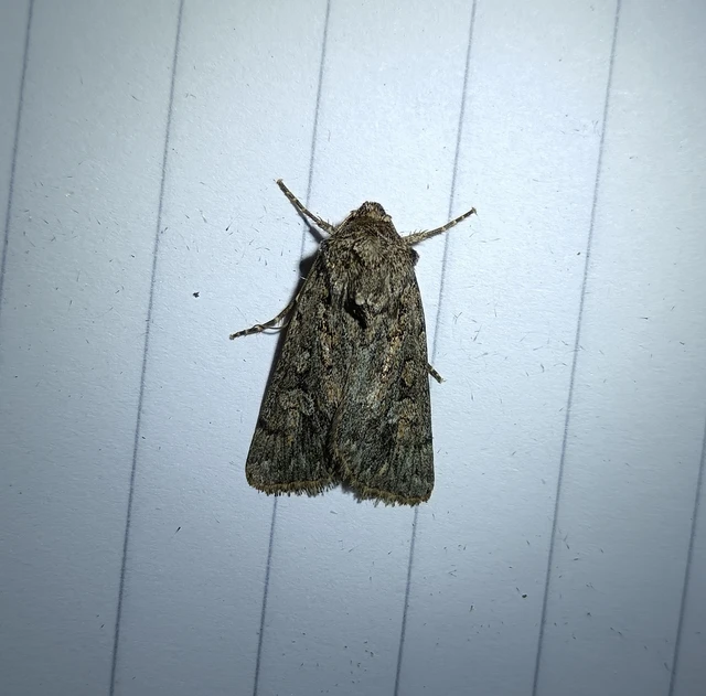 Dichagyris forcipula - szürkésbarna földibagoly