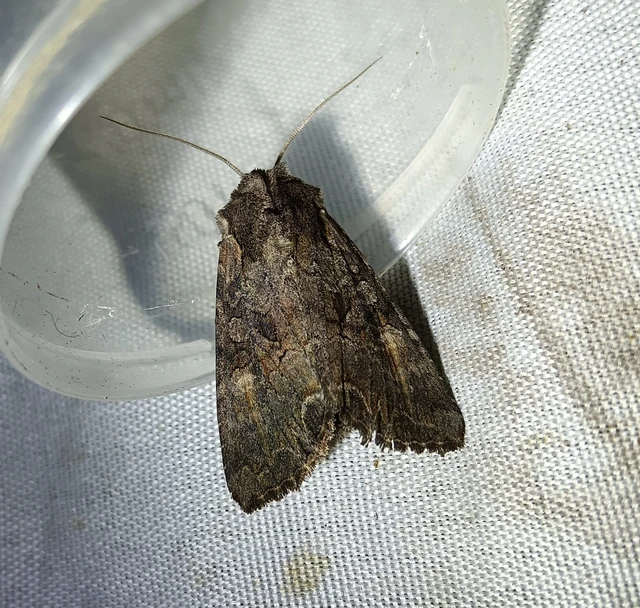 Lacanobia amurensis - homoki kertibagoly