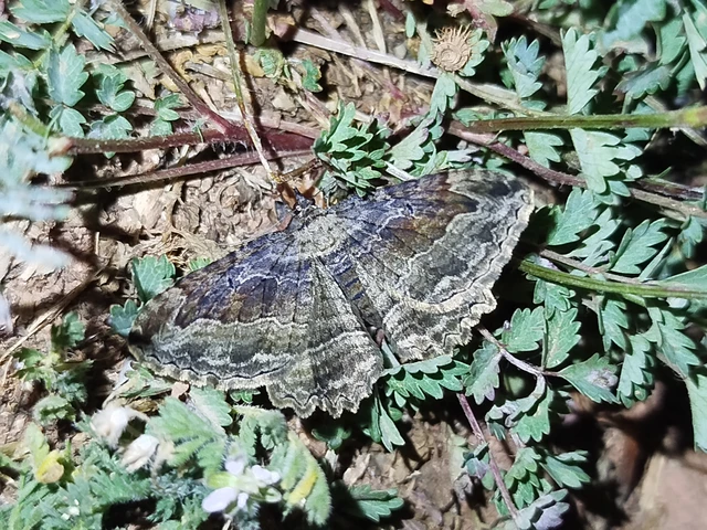 Philereme transversata - varjútövis-araszoló