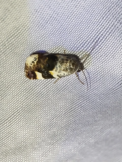 Acontia lucida - fehér nappalibagoly