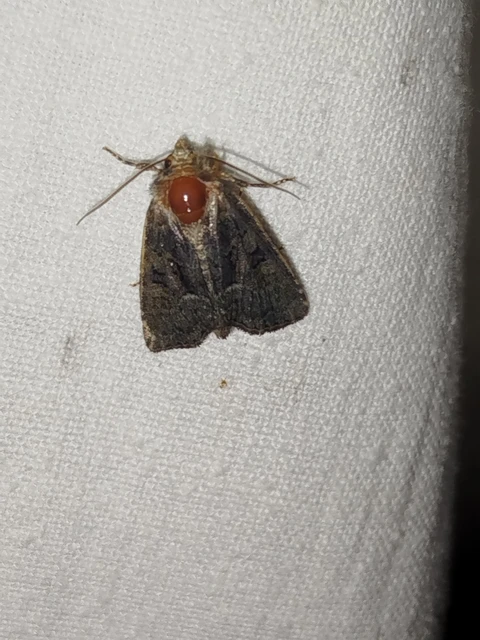 Oligia strigilis/latruncula/versicolor