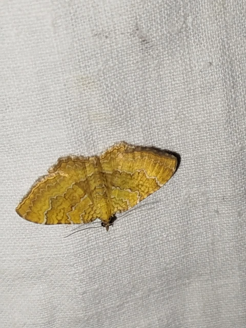 Camptogramma bilineata - kétvonalas sávosaraszoló