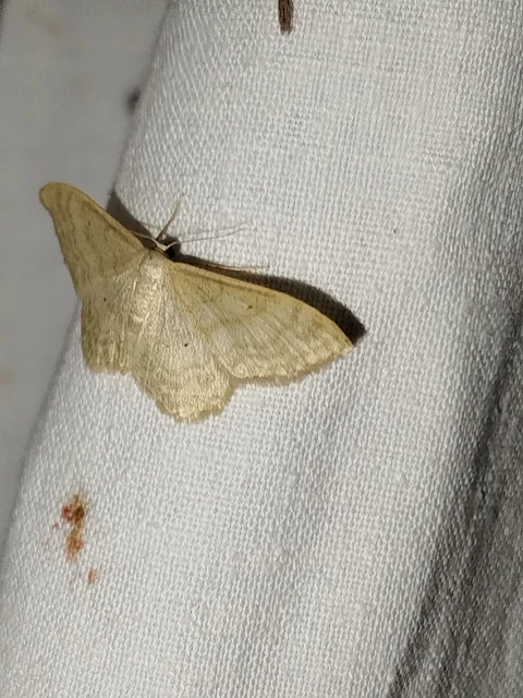 Idaea deversaria - egyszínű sávosaraszoló