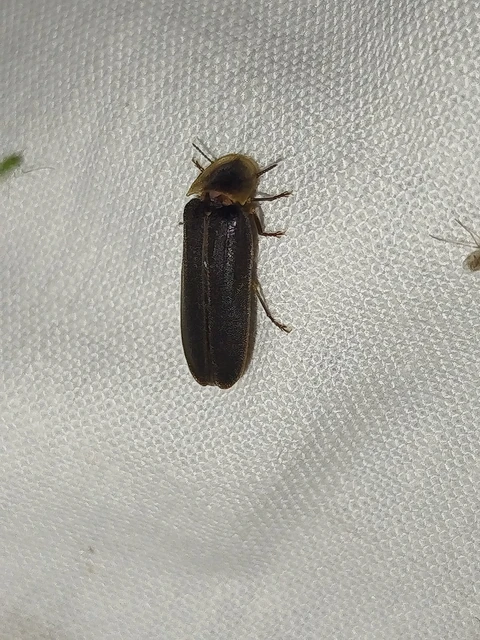 Lampyris noctiluca - nagy szentjánosbogár