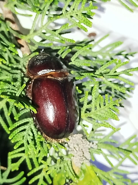 Oryctes nasicornis - orrszarvú bogár