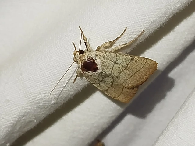 Charanyca trigrammica - háromsávos lombbagoly