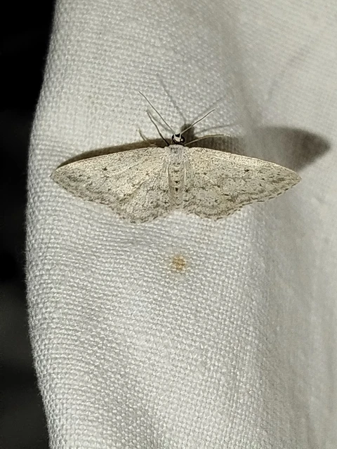 Idaea seriata - szürke apróaraszoló