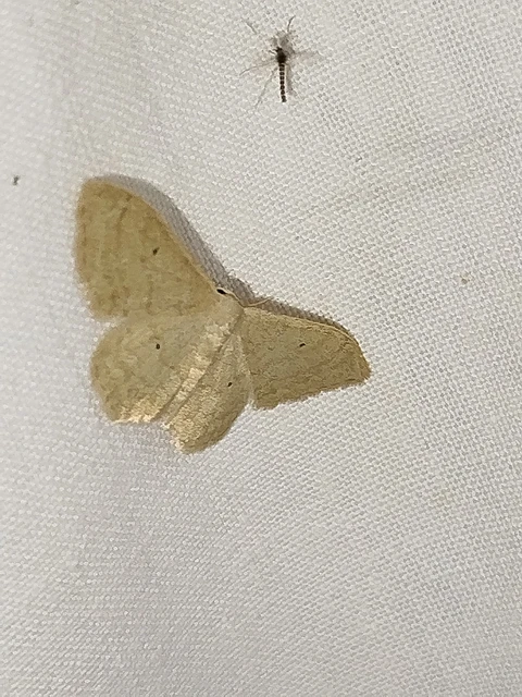 Idaea straminata - szalmasárga sávosaraszoló