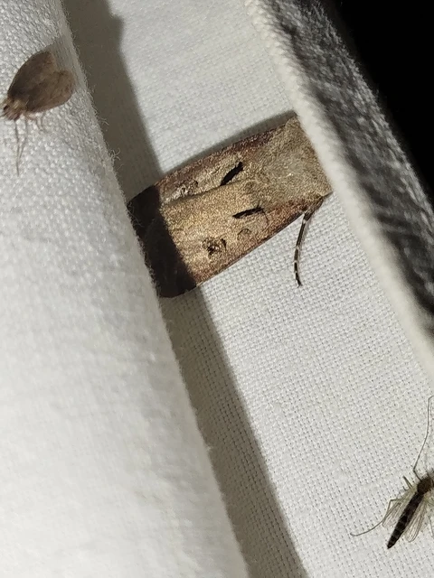 Agrotis exclamationis - felkiáltójeles földibagoly