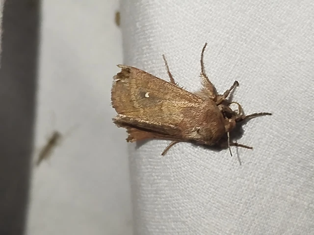 Mythimna albipuncta - fehérpettyes rétibagoly