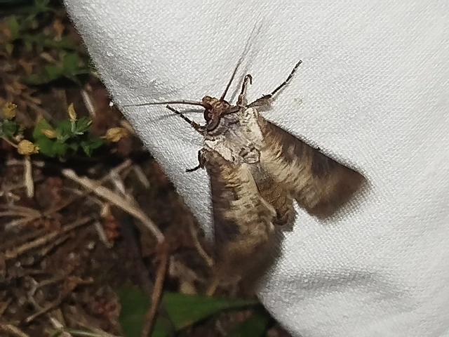 Agrotis clavis - zömök földibagoly