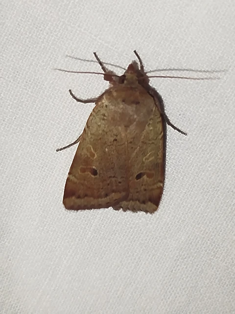 Noctua comes - kis sárgafűbagoly