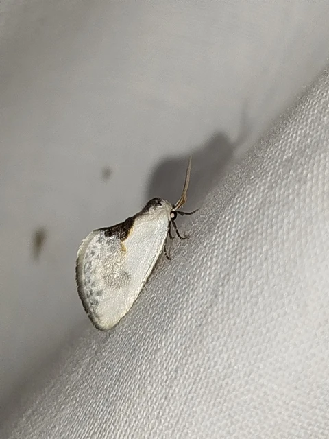 Cilix glaucata - törpe sarlósszövő