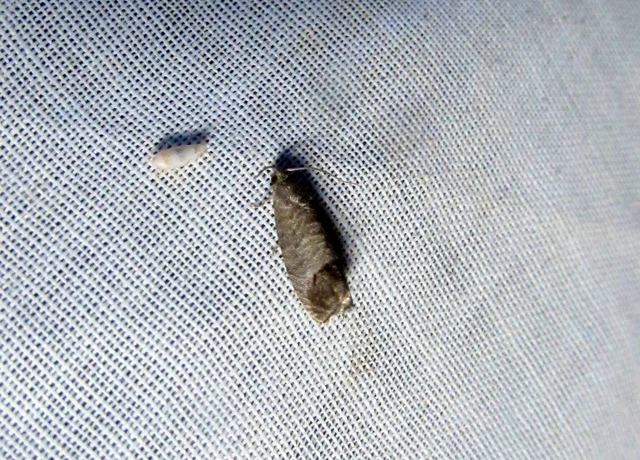 Cydia pomonella - almamoly