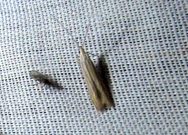 Coleophora