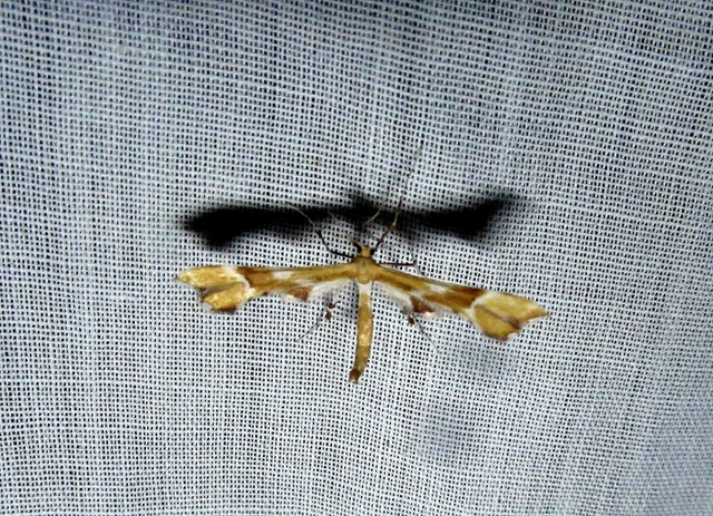 Cnaemidophorus rhododactyla - rózsabogyó-tollasmoly