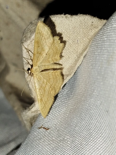 Idaea rufaria - vörhenyes sávosaraszoló