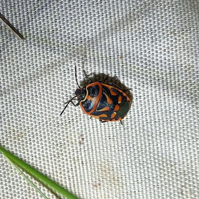 Eurydema fieberi - keresztespoloska Eurydema fieberi - keresztespoloska