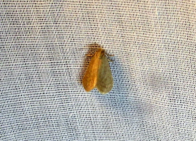 Bijugis bombycella - alkonyati zsákhordólepke