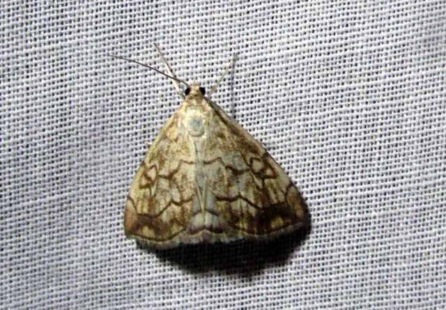 Evergestis pallidata - szalmaszínű dudvamoly