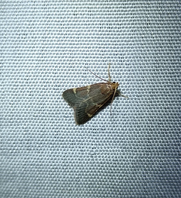 Pyralis perversalis - pusztai fényilonca