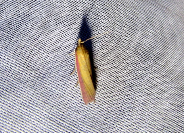 Oncocera semirubella - lucernamoly