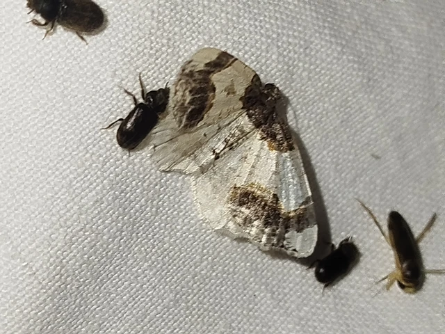 Ligdia adustata - barna levélaraszoló