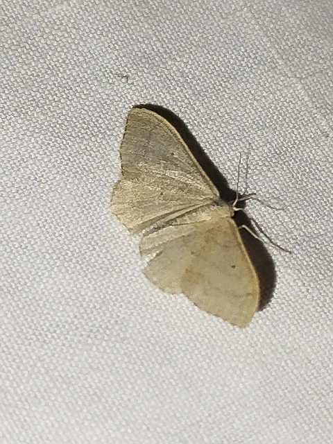 Idaea straminata - szalmasárga sávosaraszoló