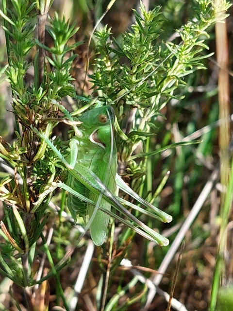 Gampsocleis glabra - tőrös szöcske