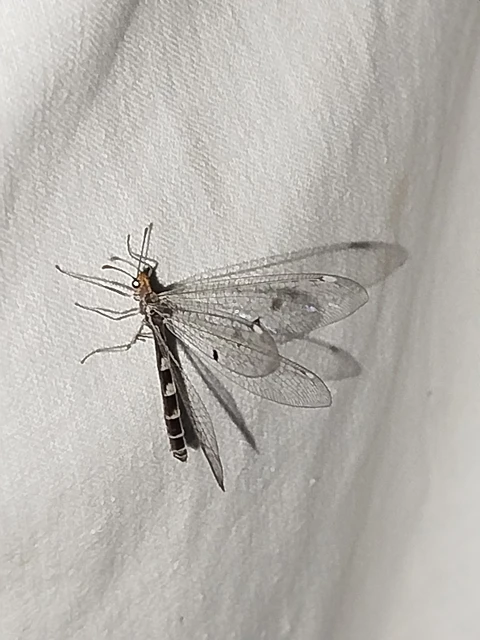 Megistopus flavicornis - kétfoltos hangyaleső