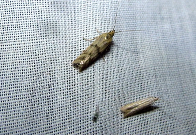 Homoeosoma sinuella - agyagsárga karcsúmoly
