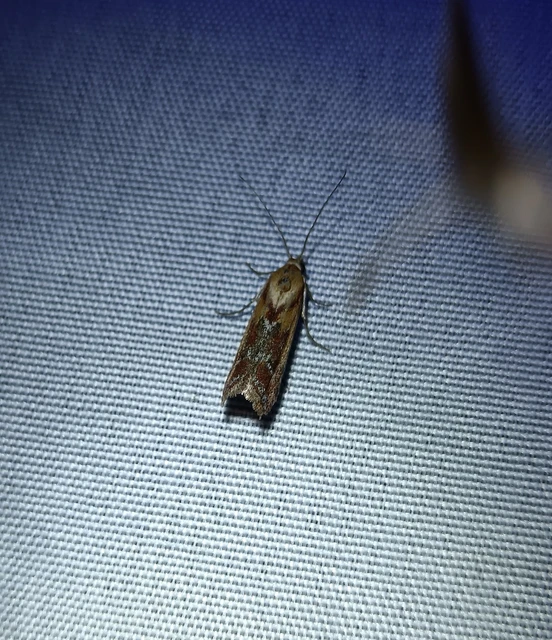 Ancylosis cinnamomella - fahéjszínű karcsúmoly